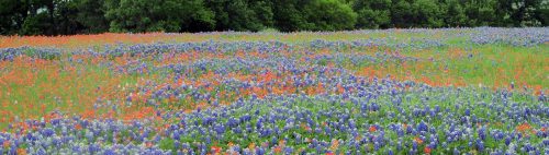 He makes all things new